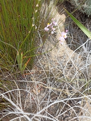 Ixia scillaris