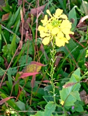 Rhamphospermum arvense