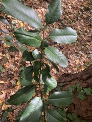 Photinia serratifolia