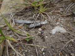 Anoplolepis steingroeveri