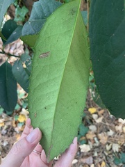 Photinia serratifolia