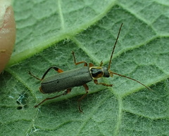 Cantharis nigricans
