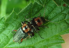 Cantharis rustica