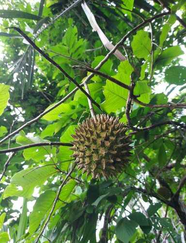 Annona purpurea - Whole tree