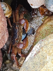 Cyclograpsus punctatus