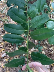 Photinia serratifolia