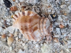 Cymatiidae