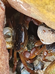 Cyclograpsus punctatus
