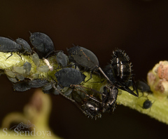 Camponotus termitarius