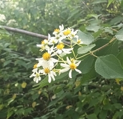 Montanoa