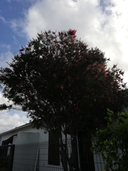 Callistemon