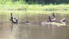 Nannopterum brasilianum