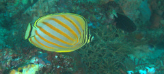 Chaetodon ornatissimus