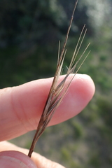 Festuca fasciculata