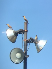 Colaptes campestris campestroides