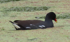 Gallinula chloropus meridionalis
