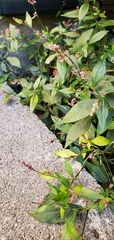 Persicaria minor