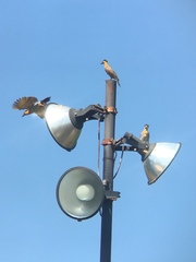 Colaptes campestris campestroides