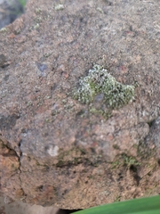 Bryum argenteum