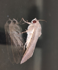 Pandesma