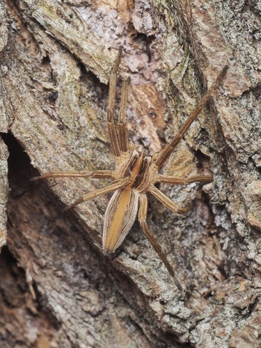 Nursery web spider