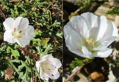 Anisodontea dissecta