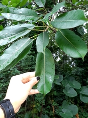 Ficus caulocarpa