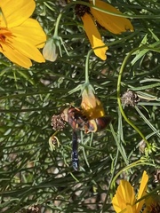 Euodynerus crypticus