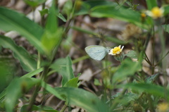Eurema elathea