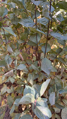 Cornus alba