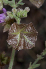 Mirabilis viscosa