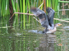 Microcarbo africanus