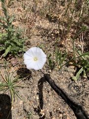 Convolvulus capensis