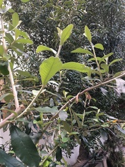 Brachylaena discolor