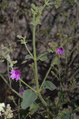 Mirabilis viscosa