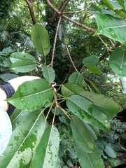Ficus caulocarpa