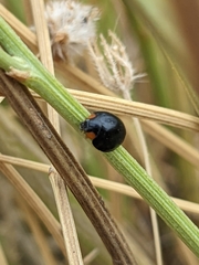 Parexochomus nigromaculatus