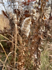 Solidago speciosa
