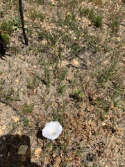 Convolvulus capensis