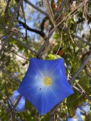 Ipomoea tricolor