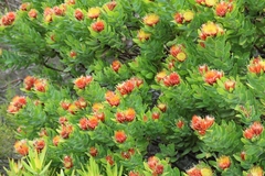 Leucospermum oleifolium