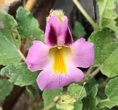 Proboscidea louisianica fragrans