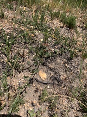 Convolvulus capensis