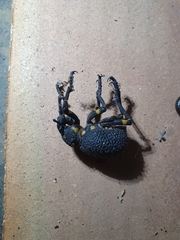 Brachycerus