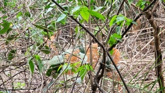 Tragelaphus sylvaticus sylvaticus