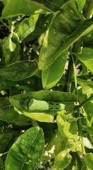 Papilio demodocus demodocus