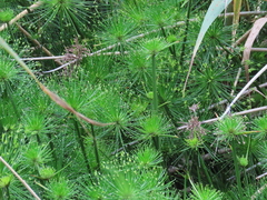 Cyperus prolifer