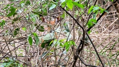 Tragelaphus sylvaticus sylvaticus