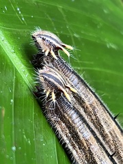 Caligo brasiliensis