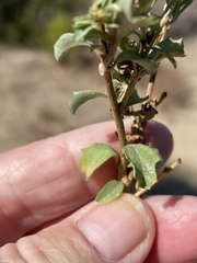 Atriplex semibaccata